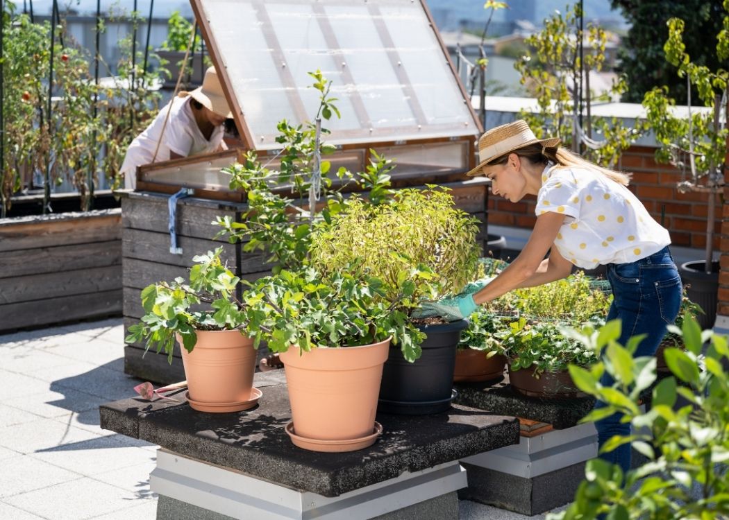 Rooftop Farmers of Istanbul: Green Oases Above the Bosphorus